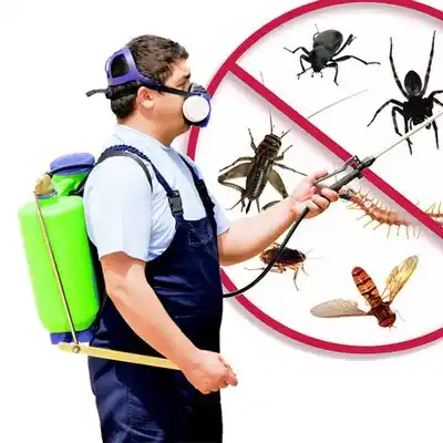 pest control Apex